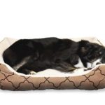Bedtime for Your Best Friend: Why Your Dog Needs a Bed