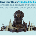 Brain Training For Dogs Review: Is This The Best Dog Training Course?