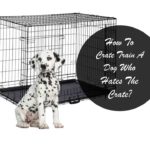How To Crate Train A Dog Who Hates The Crate?
