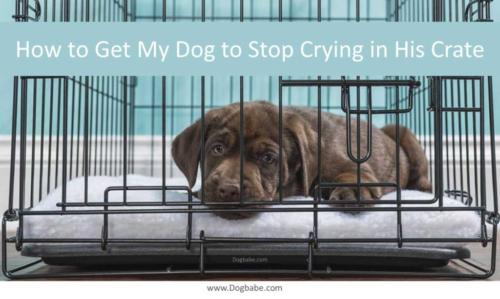 How to Get My Dog to Stop Crying in His Crate Dog Babe