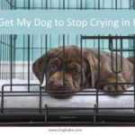 How to Get My Dog to Stop Crying in His Crate