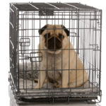 Is It Cruel to Crate a Dog at Night?